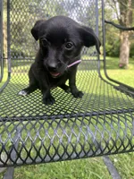 Lily, a female Rat Terrier and Pomeranian for sale in Horicon, WI – 4 of 4