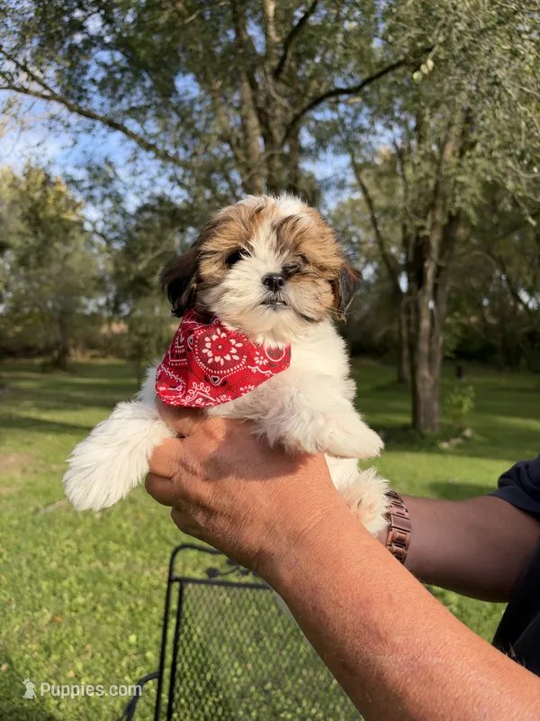 Archie – Shih Tzu, Poodle - Toy  puppy for sale in Horicon, WI