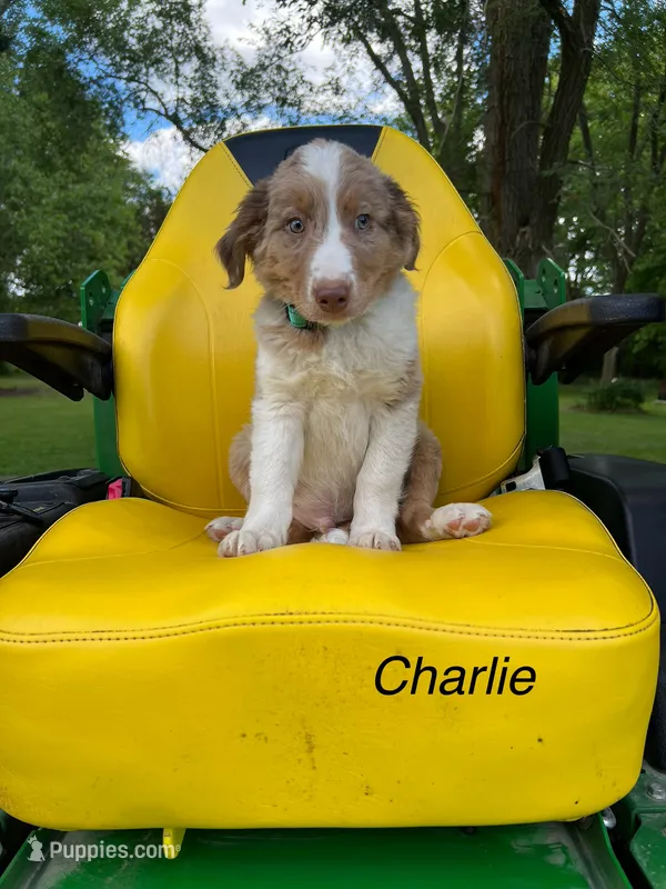 Charlie  – Australian Shepherd puppy for sale in Horicon, WI