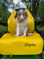 Charlie , a male Australian Shepherd for sale in Horicon, WI – 1 of 2