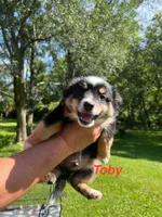 Toby, a male Miniature Australian Shepherd for sale in Horicon, WI – 5 of 5