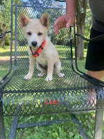 Leo, a male Rat Terrier for sale in Horicon, WI – 3 of 4
