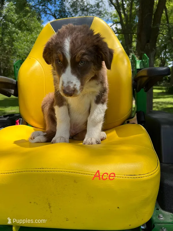 Ace – Australian Shepherd puppy for sale in Horicon, WI