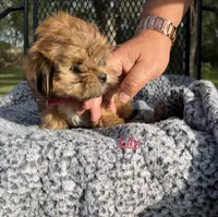 Lily, a female Shih Tzu and Poodle - Toy  for sale in Horicon, WI – 6 of 6