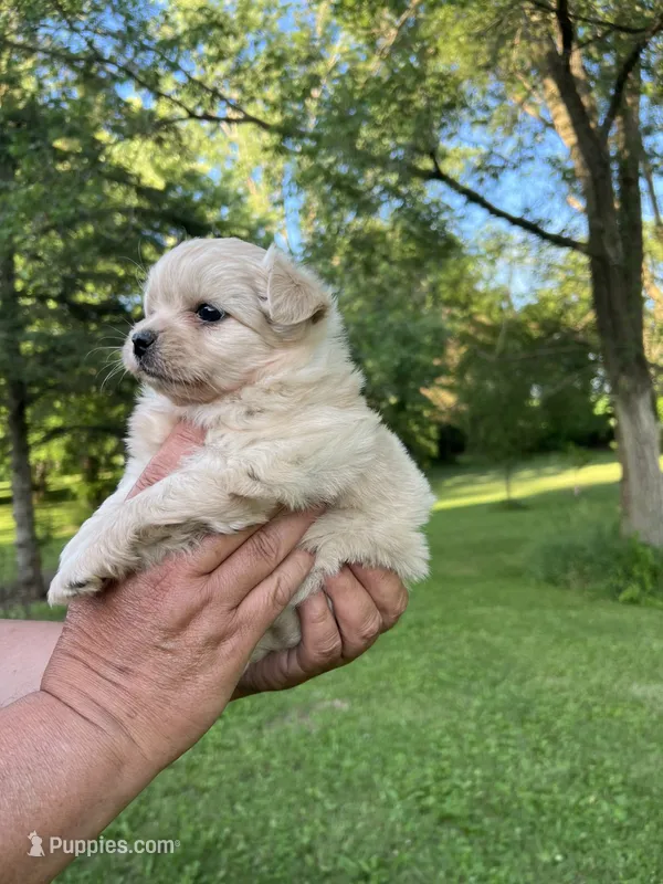 Snow – Pomapoo puppy for sale in Horicon, WI