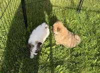 Maggie, a female Maltipom for sale in Horicon, WI – 5 of 5