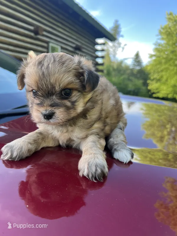 Sam – Pomeranian, Poodle - Miniature  puppy for sale in Horicon, WI