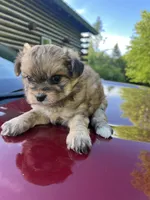 Sam, a male Pomapoo for sale in Horicon, WI – 5 of 8
