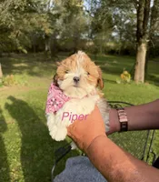 Piper, a female Shih Tzu and Poodle - Toy  for sale in Horicon, WI – 3 of 5
