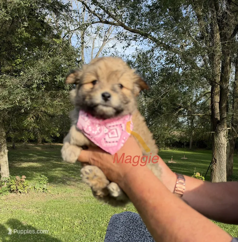Maggie – Maltipom puppy for sale in Horicon, WI