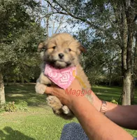Maggie, a female Maltese and Pomeranian for sale in Horicon, WI – 2 of 4