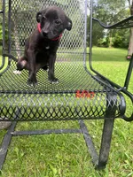 Milo, a male Rat Terrier and Pomeranian for sale in Horicon, WI – 1 of 4