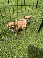 Lucy, a female Rat Terrier and Shih Tzu for sale in Horicon, WI – 4 of 4