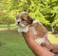 Piper, a female Shih Tzu and Poodle - Toy  for sale in Horicon, WI – 4 of 5