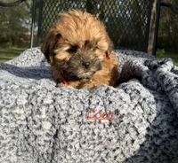 Coco, a male Shih Tzu and Poodle - Toy  for sale in Horicon, WI – 3 of 5