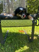 Toby, a male Miniature Australian Shepherd for sale in Horicon, WI – 4 of 5