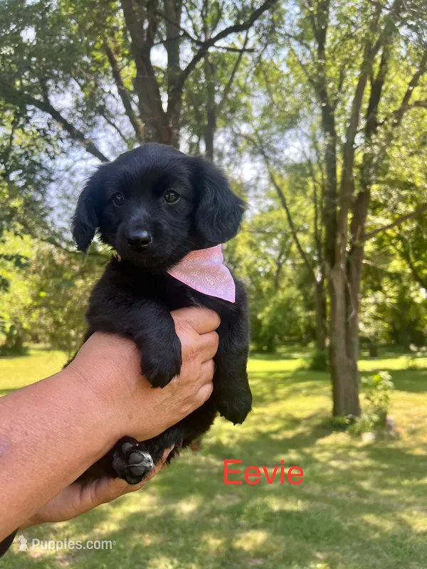 Eevie – Dachshund, Pomeranian puppy for sale in Horicon, WI