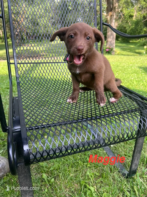 Maggie – Rat Terrier, Pomeranian puppy for sale in Horicon, WI