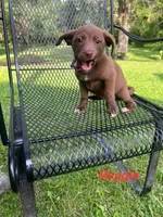 Maggie, a female Rat Terrier and Pomeranian for sale in Horicon, WI – 1 of 4