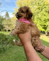 Lily, a female Shih Tzu and Poodle - Toy  for sale in Horicon, WI – 3 of 6
