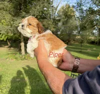 Piper, a female Shih Tzu and Poodle - Toy  for sale in Horicon, WI – 2 of 5