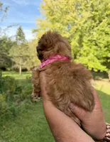 Lily, a female Shih Tzu and Poodle - Toy  for sale in Horicon, WI – 4 of 6