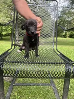 Milo, a male Rat Terrier and Pomeranian for sale in Horicon, WI – 4 of 4