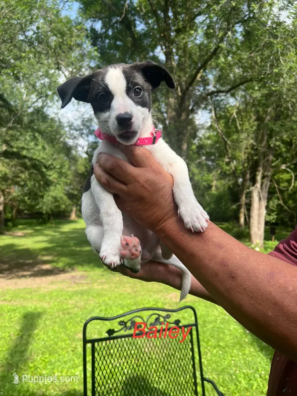 Bailey  – Rat Terrier, Pomeranian puppy for sale in Horicon, WI