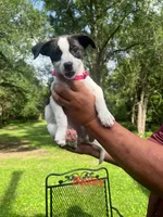 Bailey , a female Rat Terrier and Pomeranian for sale in Horicon, WI – 1 of 4