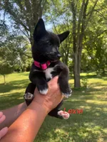 Lexie, a female Rat Terrier for sale in Horicon, WI – 3 of 4
