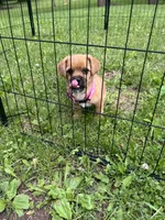 Lucy, a female Rat Terrier and Shih Tzu for sale in Horicon, WI – 2 of 4