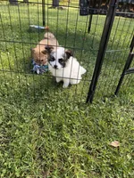Leo, a male Maltipom for sale in Horicon, WI – 9 of 10