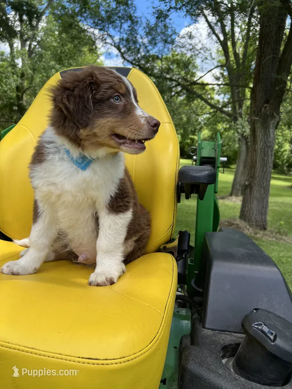 Max – Australian Shepherd puppy for sale in Horicon, WI
