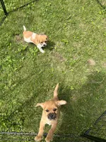 Daisy, a female Rat Terrier and Shih Tzu for sale in Horicon, WI – 4 of 4