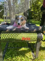 Bella, a female Miniature Australian Shepherd for sale in Horicon, WI – 4 of 4