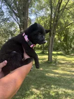 Luna, a female Rat Terrier for sale in Horicon, WI – 3 of 4