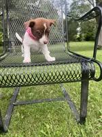 Rosie, a female Rat Terrier and Pomeranian for sale in Horicon, WI – 3 of 4