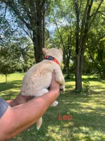 Leo, a male Rat Terrier for sale in Horicon, WI – 4 of 4