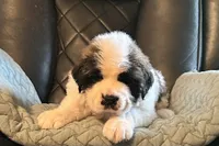 Bonnie, a female Saint Bernard for sale in Royston, GA – Photo 2 of 3