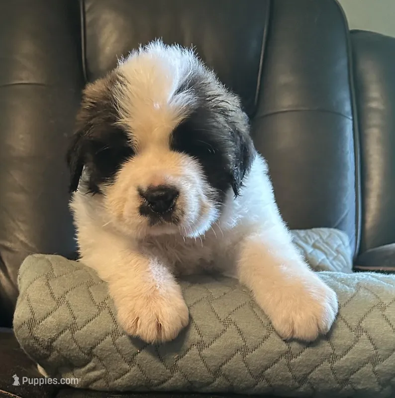 Bonnie – Saint Bernard puppy for sale in Royston, GA