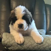 Bonnie, a female Saint Bernard for sale in Royston, GA – Photo 1 of 3