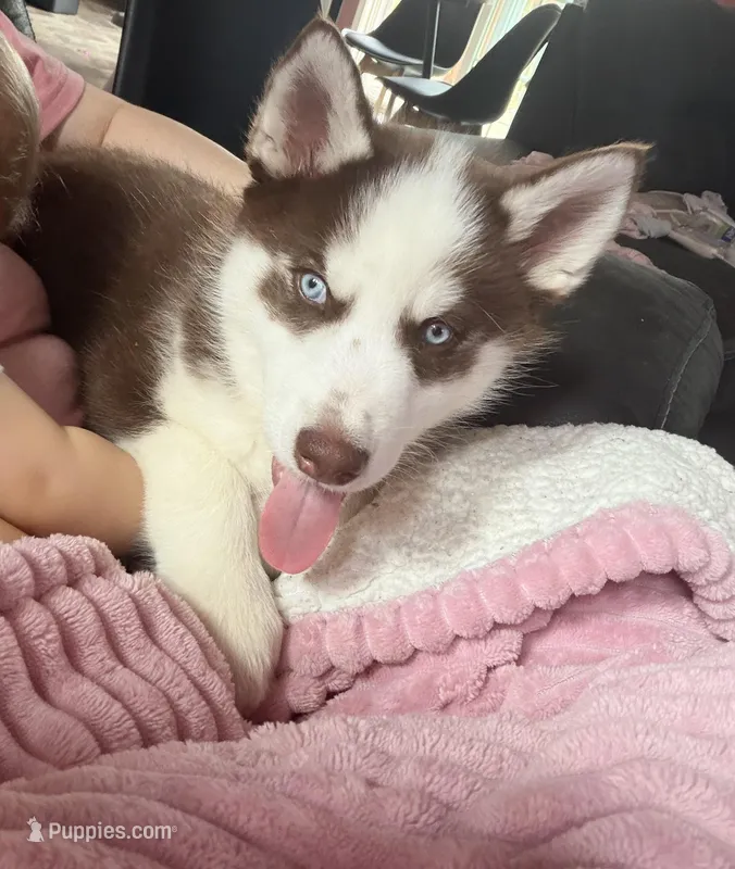 Knuckles – Siberian Husky puppy for sale in Clarksville, TN