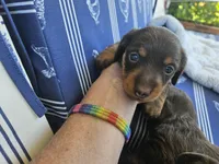 Female Chocolate and tan smoothcoat , a female Miniature Dachshund for sale in Prince George, VA – 2 of 3