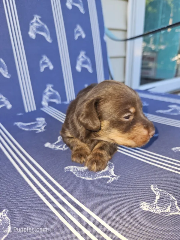 Chocolate male longcoat – Miniature Dachshund puppy for sale in Prince George, VA