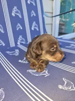 Chocolate male longcoat, a male Miniature Dachshund for sale in Prince George, VA – 1 of 1