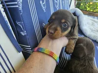 Female Chocolate and tan smoothcoat , a female Miniature Dachshund for sale in Prince George, VA – 3 of 3