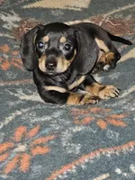 Black/ cream wirecoat Male , a male Miniature Dachshund for sale in Prince George, VA – 3 of 3