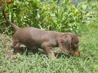 Female Chocolate wire coat, a female Miniature Dachshund for sale in Prince George, VA – 2 of 3