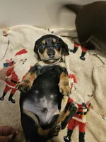 Male black and cream wirecoat, a male Miniature Dachshund for sale in Prince George, VA – 4 of 4