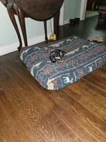 Black/ cream wirecoat Male , a male Miniature Dachshund for sale in Prince George, VA – 2 of 3